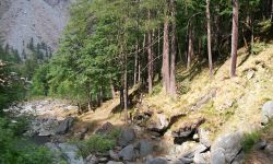 Balme Miglioramento Boschivo